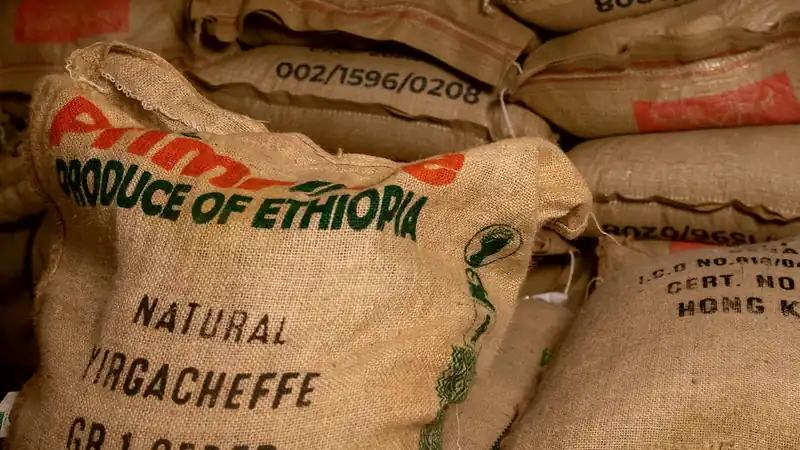 Jute sacks of unroasted green coffee stacked on the roastery floor, the stencilling still on the cloth, beans showing through a cut in the top sack.